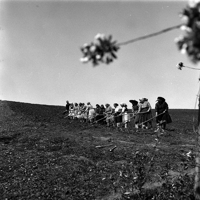 minerva_1988_agrar_c1r3_004