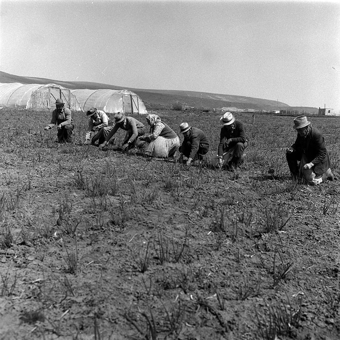 minerva_1988_agrar_c1r3_011