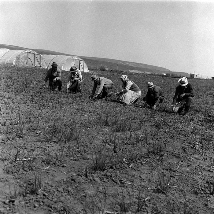 minerva_1988_agrar_c1r3_012