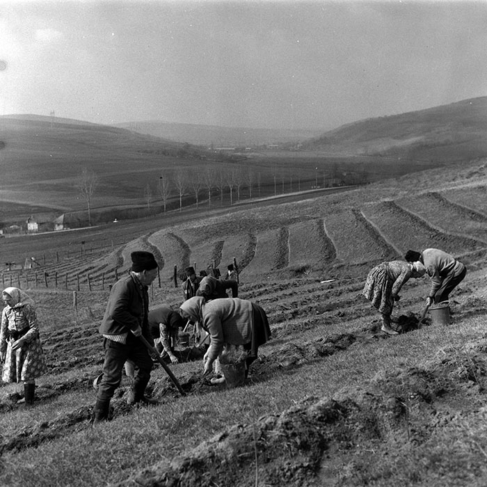 minerva_1988_agrar_c1r4_015