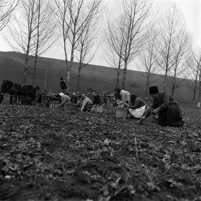 minerva_1988_agrar_c2r1_005