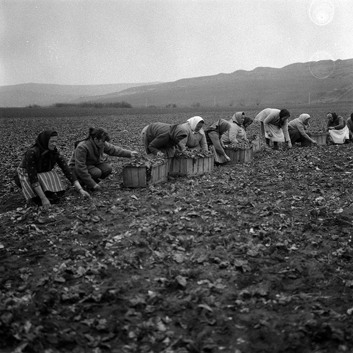 minerva_1988_agrar_c2r1_007