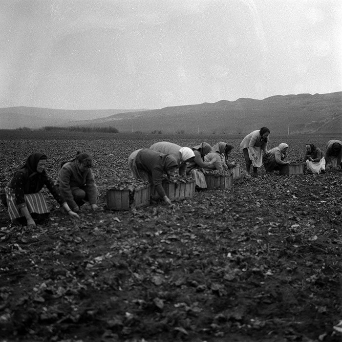 minerva_1988_agrar_c2r1_008