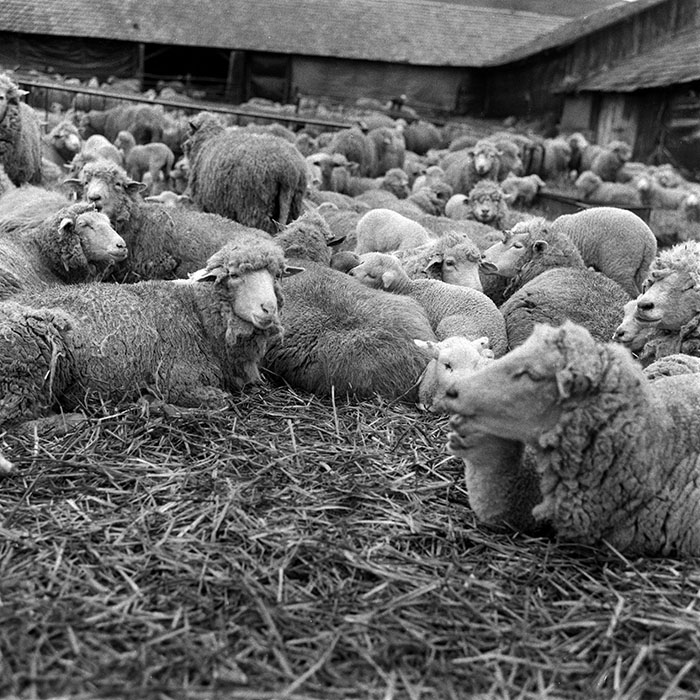 minerva_1988_agrar_c2r1_011