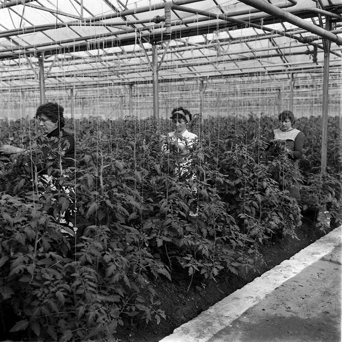 minerva_1988_agrar_c2r4_009