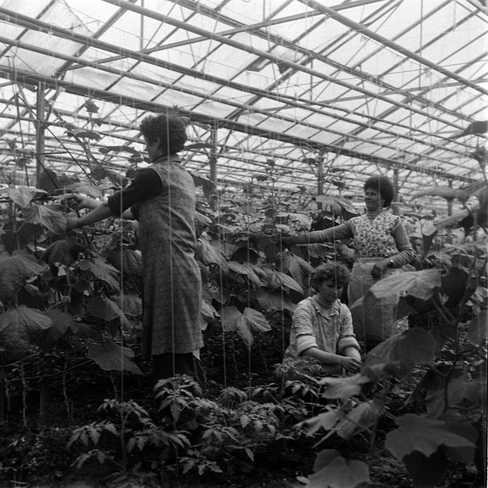 minerva_1988_agrar_c2r4_011