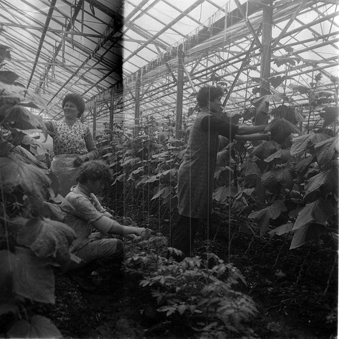 minerva_1988_agrar_c2r4_012