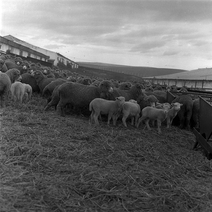 minerva_1988_agrar_c2r5_006