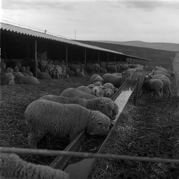 minerva_1988_agrar_c2r5_012