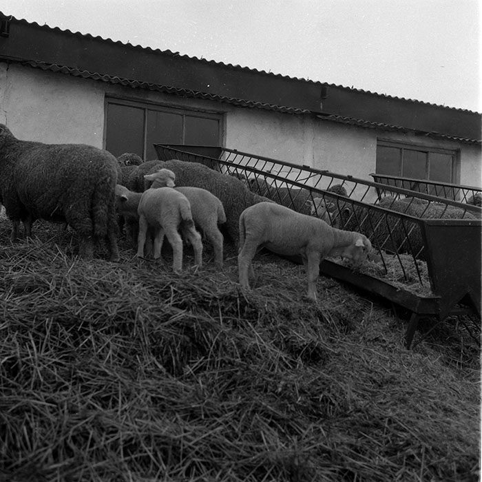 minerva_1988_agrar_c2r5_013