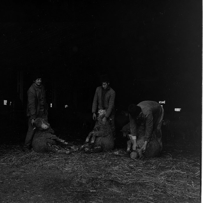 minerva_1988_agrar_c2r5_021