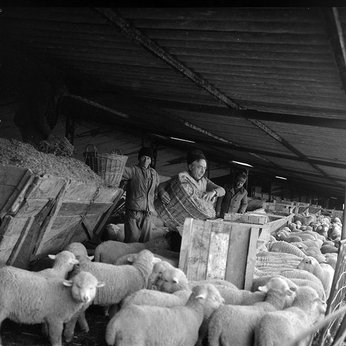 minerva_1988_agrar_c2r5_033