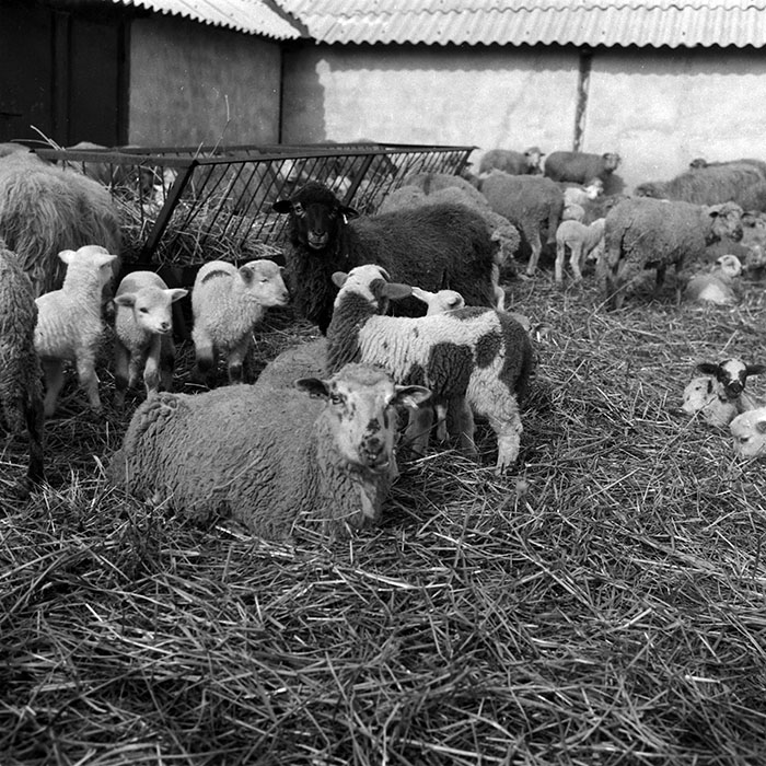 minerva_1988_agrar_c3r2_005