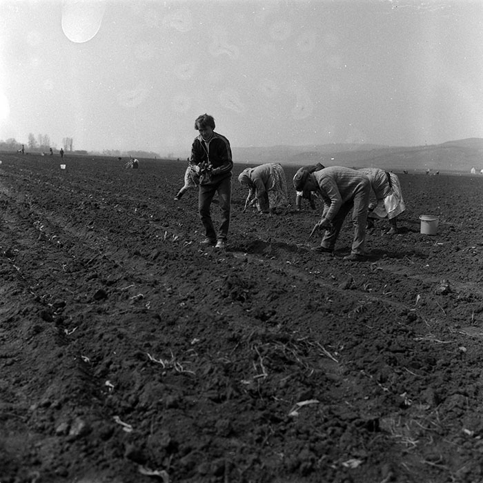 minerva_1988_agrar_c3r3_002