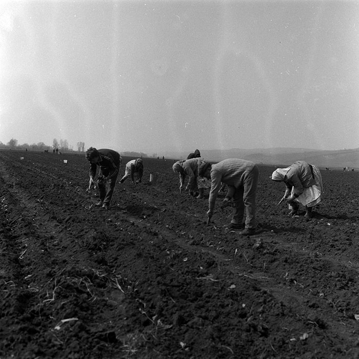 minerva_1988_agrar_c3r3_003