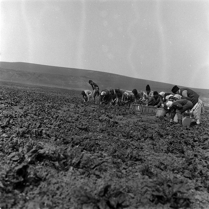 minerva_1988_agrar_c3r3_004