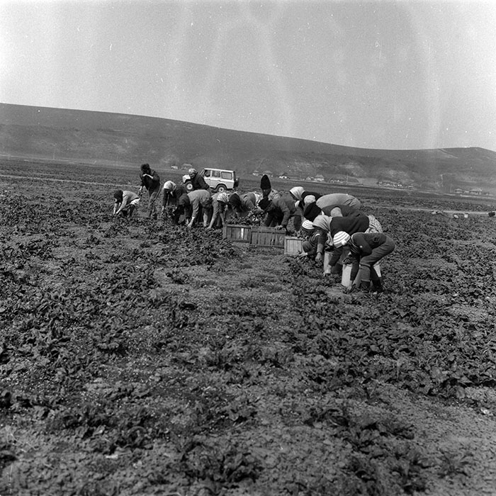 minerva_1988_agrar_c3r3_005