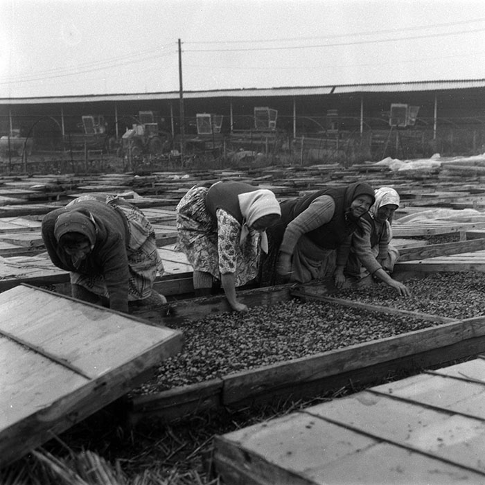 minerva_1988_agrar_c4r3_007