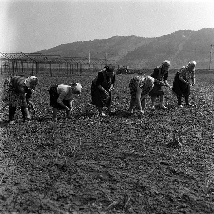 minerva_1988_agrar_c4r3_013