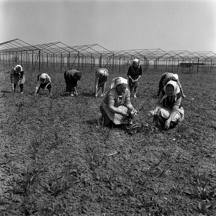 minerva_1988_agrar_c4r3_014