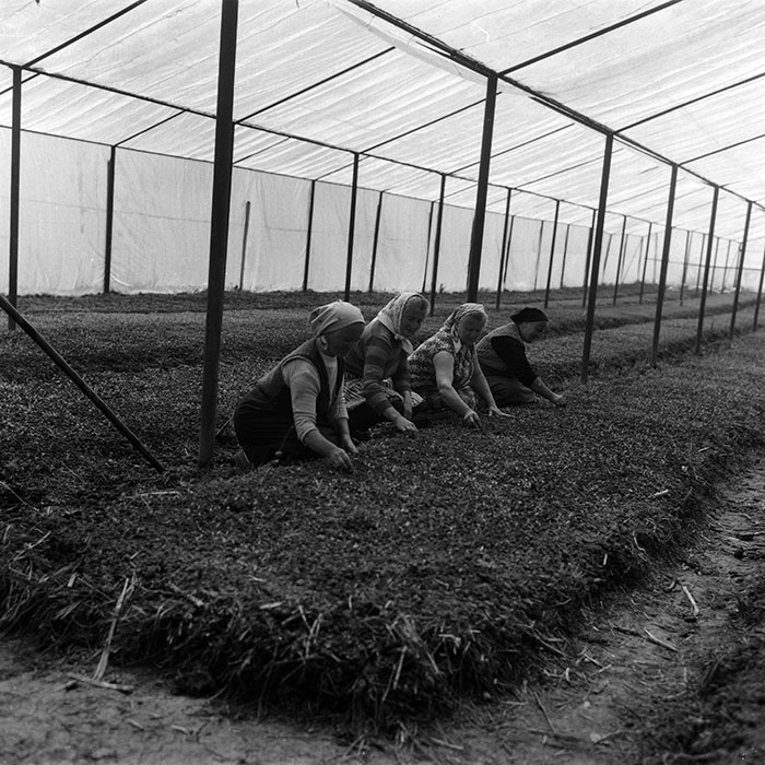 minerva_1988_agrar_c4r3_016