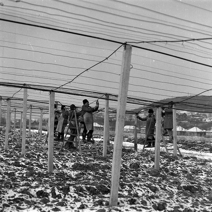 minerva_1988_agrar_c4r3_028