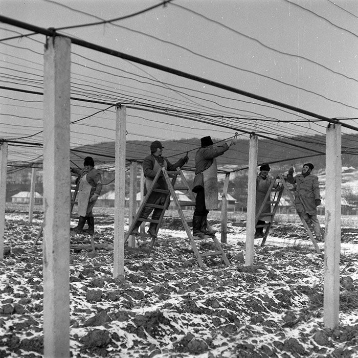 minerva_1988_agrar_c4r3_029