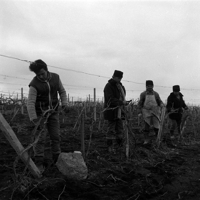 minerva_1988_agrar_c4r4_001