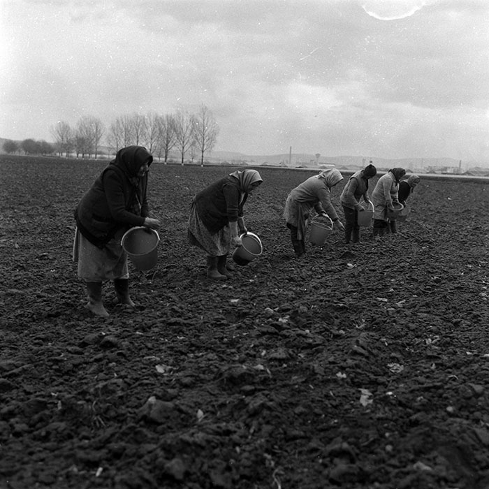 minerva_1988_agrar_c4r5_001