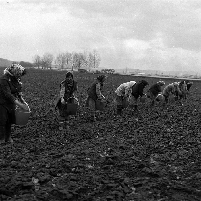 minerva_1988_agrar_c4r5_003