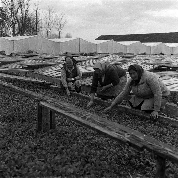 minerva_1988_agrar_c4r5_012