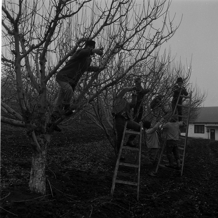 minerva_1988_agrar_c5r2_003