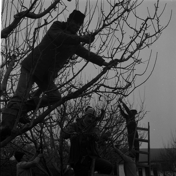 minerva_1988_agrar_c5r2_004