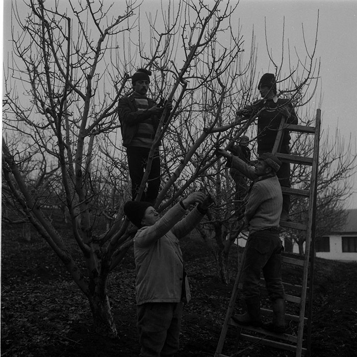 minerva_1988_agrar_c5r2_005