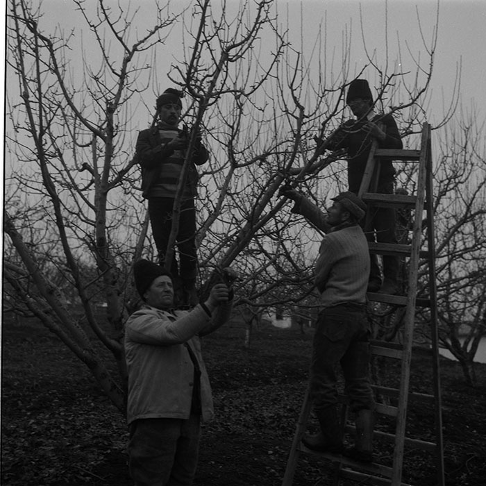 minerva_1988_agrar_c5r2_006