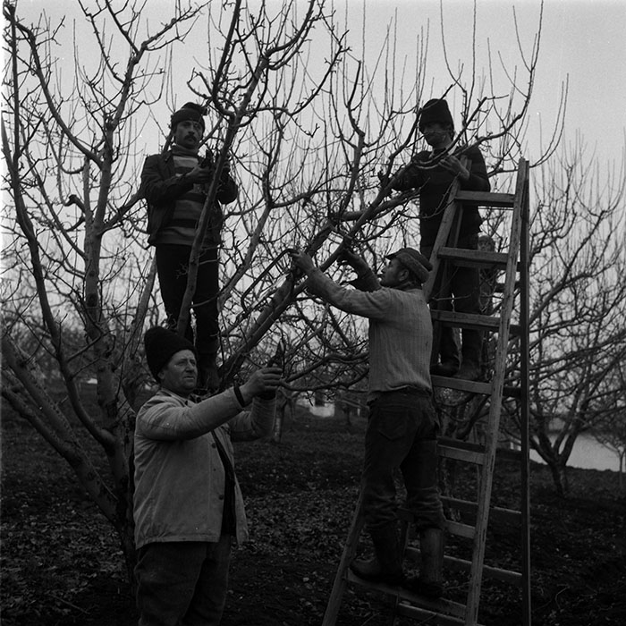 minerva_1988_agrar_c5r2_007