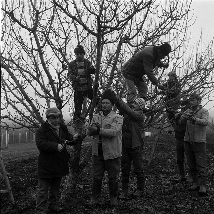 minerva_1988_agrar_c5r2_008