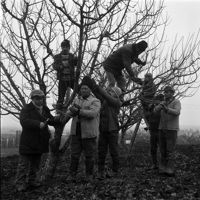 minerva_1988_agrar_c5r2_009