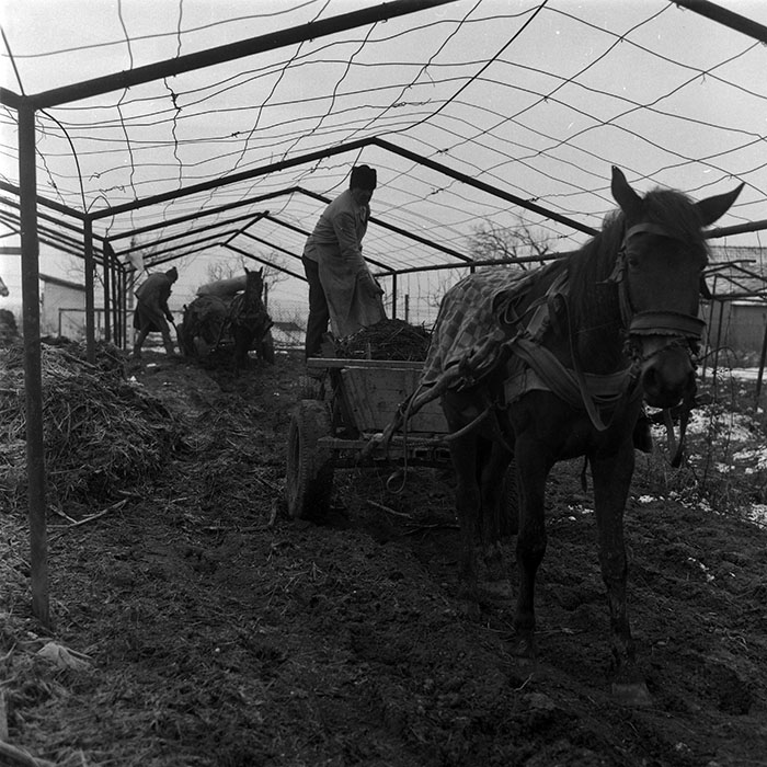 minerva_1988_agrar_c5r3_016