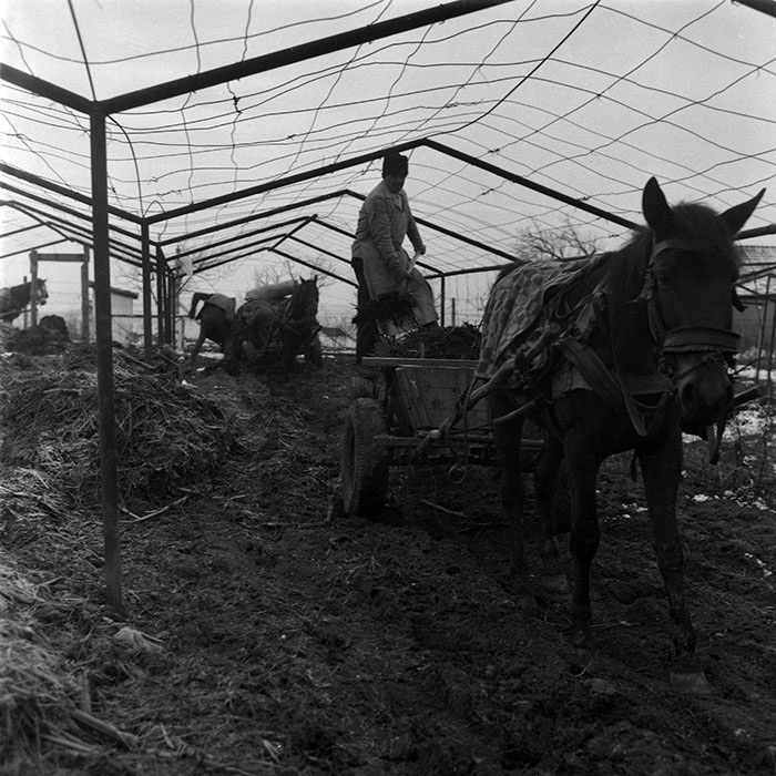 minerva_1988_agrar_c5r3_017