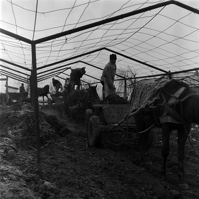 minerva_1988_agrar_c5r3_018