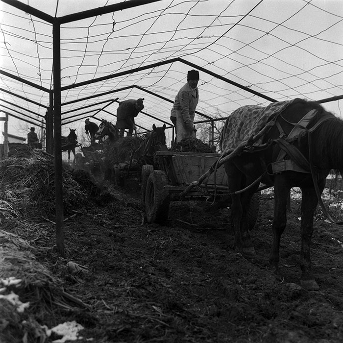 minerva_1988_agrar_c5r3_019