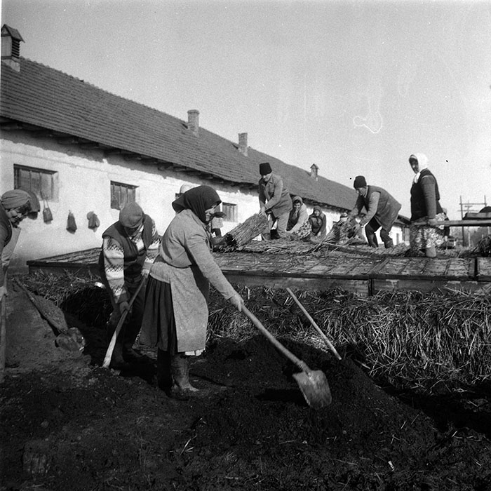 minerva_1988_agrar_c5r3_038