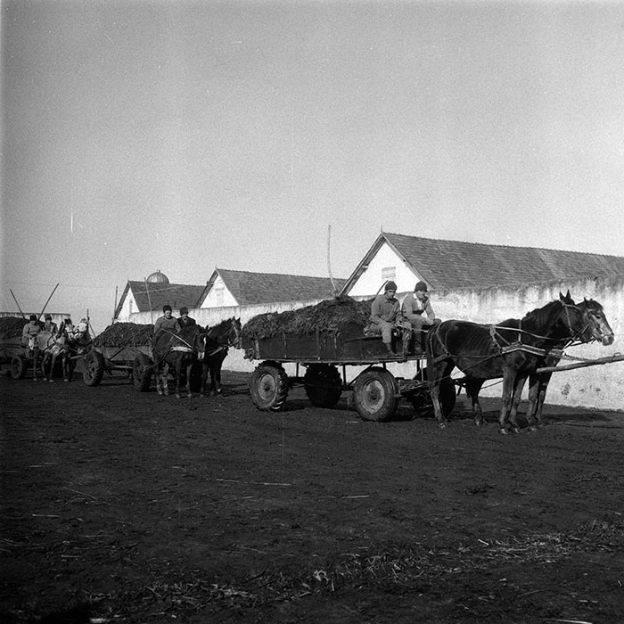 minerva_1988_agrar_c5r3_045