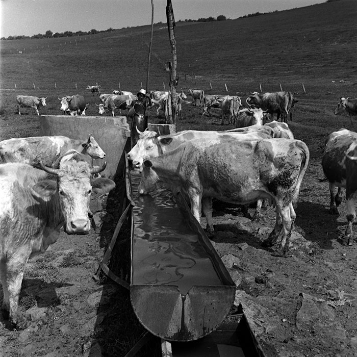 minerva_1988_agrar_c6r1_002