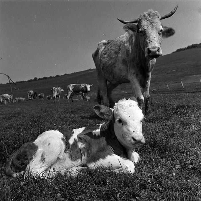 minerva_1988_agrar_c6r1_004