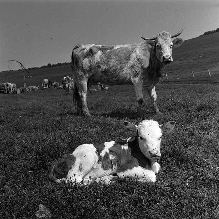 minerva_1988_agrar_c6r1_005