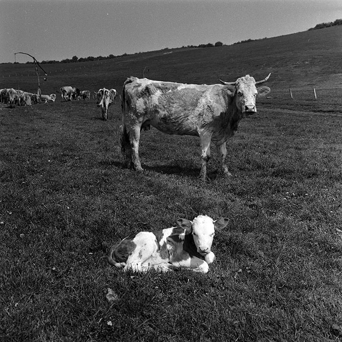 minerva_1988_agrar_c6r1_006