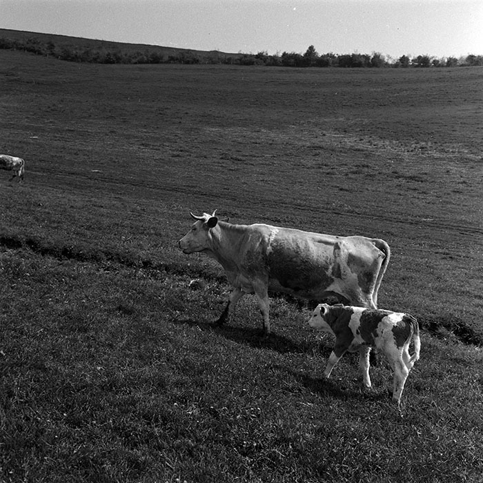 minerva_1988_agrar_c6r1_007