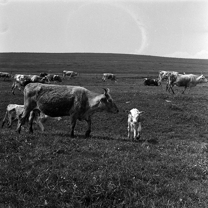 minerva_1988_agrar_c6r1_008